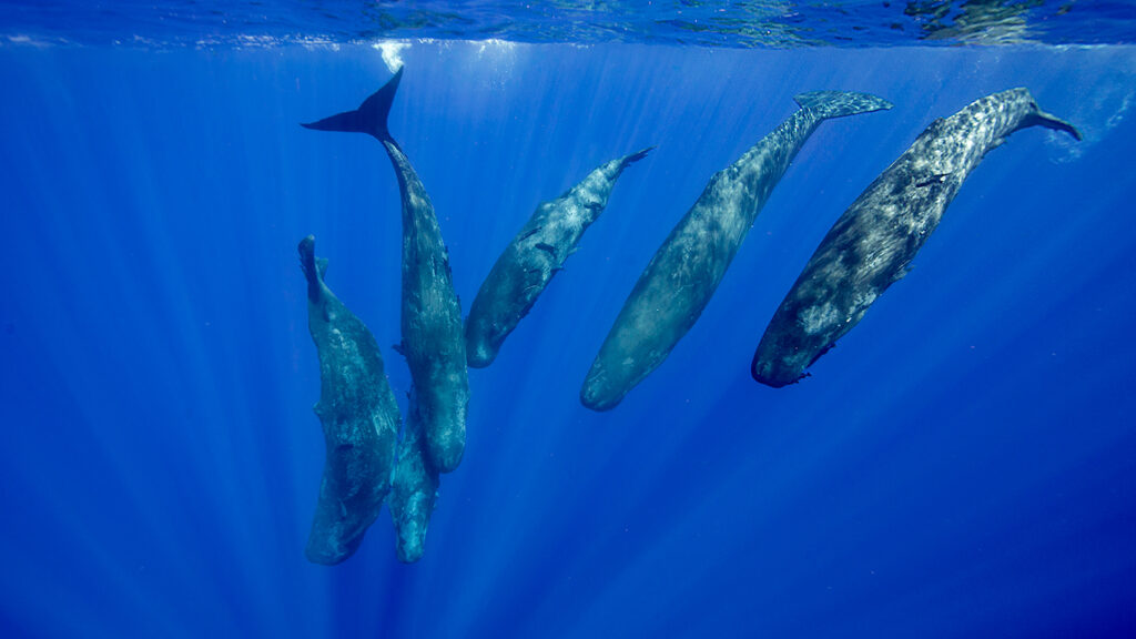 Six sperm whales swim from the sea’s surface down.