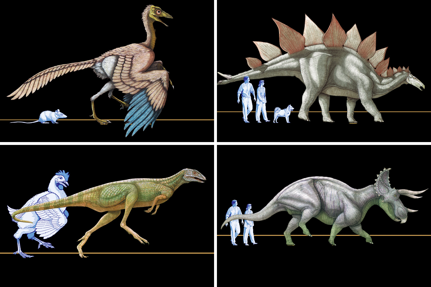Composite of four types of dinosaurs, each with an animal or human for size comparison.