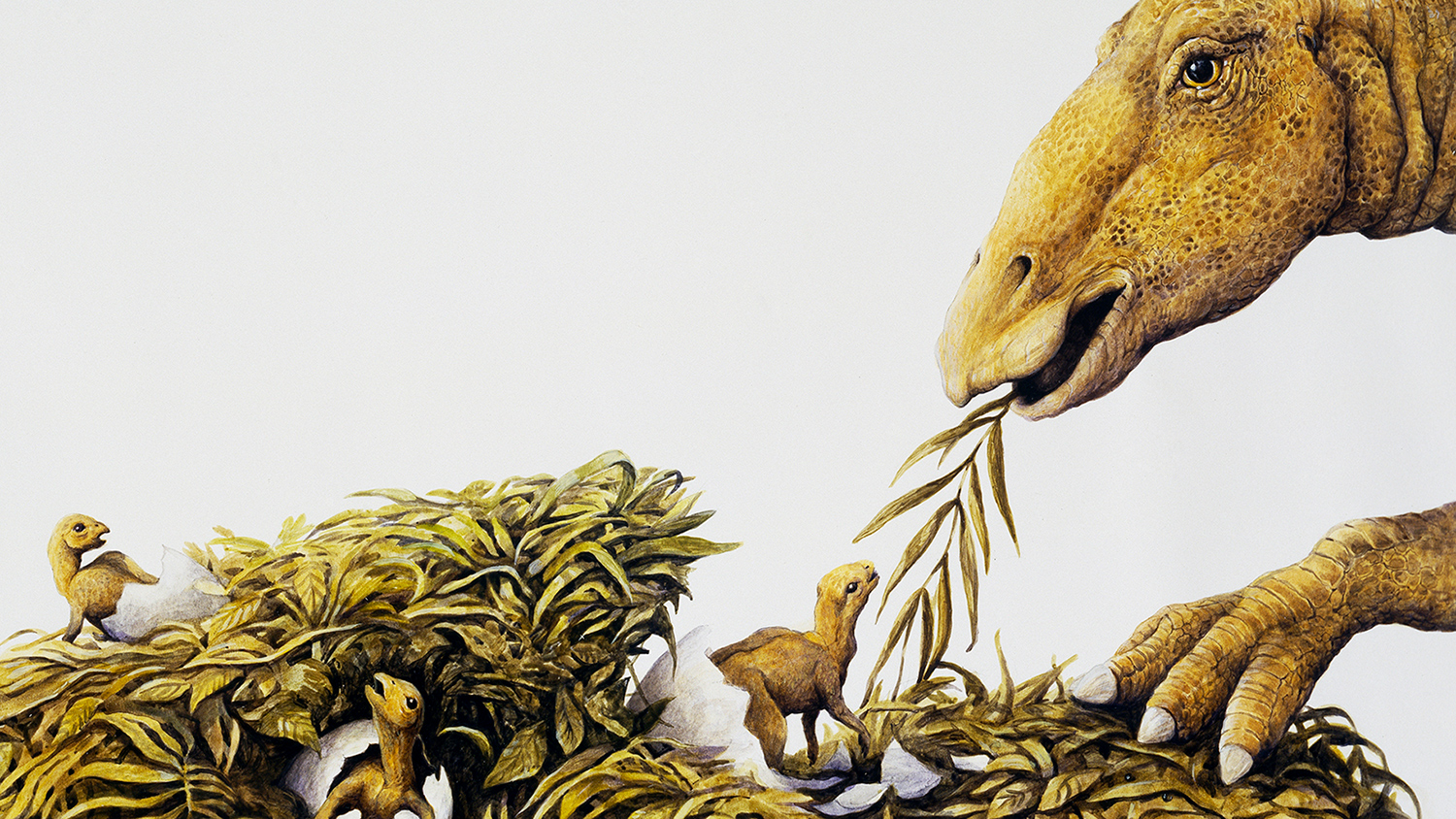 An adult Maiasaura holds vegetation in its mouth as it leans over a nest in which three small juveniles have just hatched.