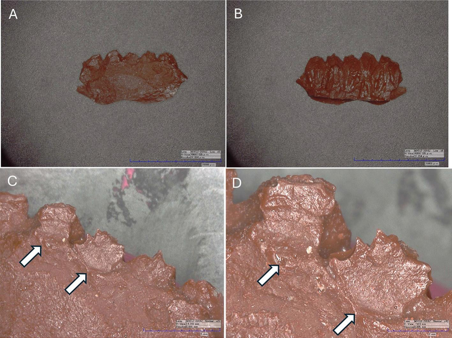 A composite of four views of a cast of juvenile Maiasaura teeth