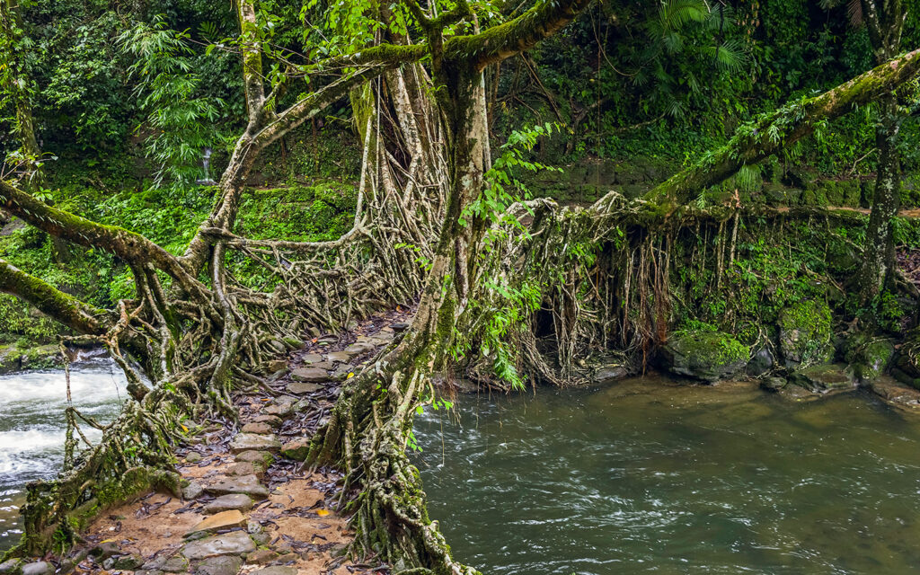 A bridge made from large and small tree roots and partially covered by stones stretches over a river.
