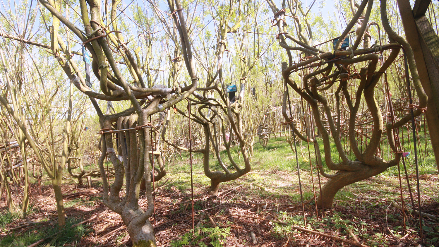 Trees with branches twisted into the shapes of upside down chairs grow in an orchard.