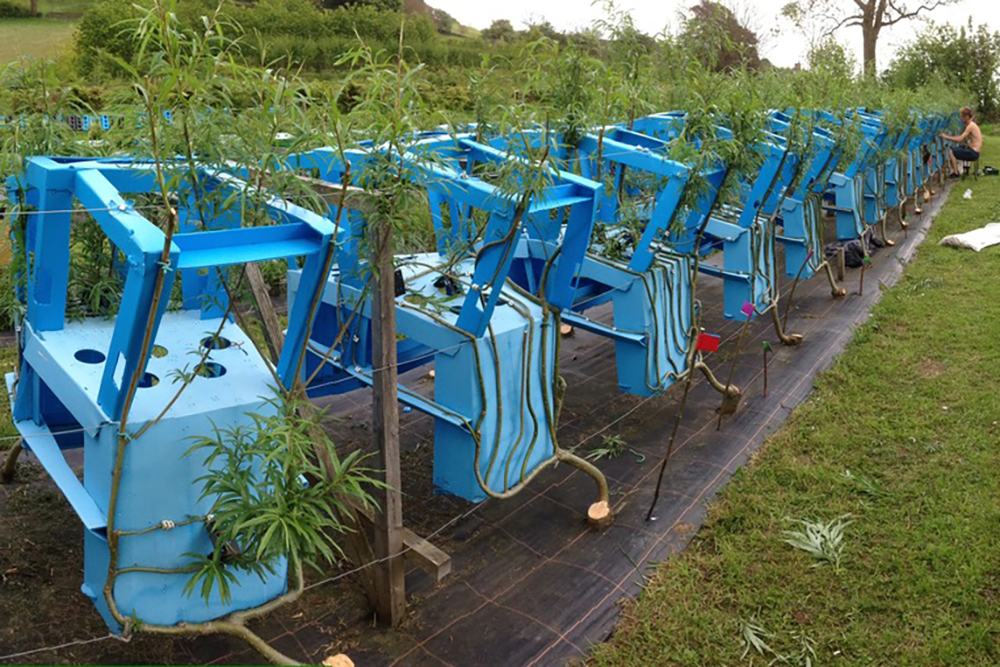 Small young trees are growing through blue plastic frames meant to train the branches ot take on a certain shape.