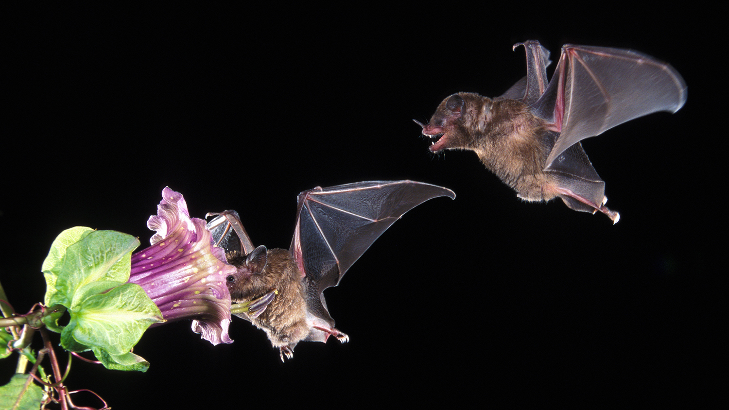 A hovering bat has its face in a large purple flower as another bat hovers behind.