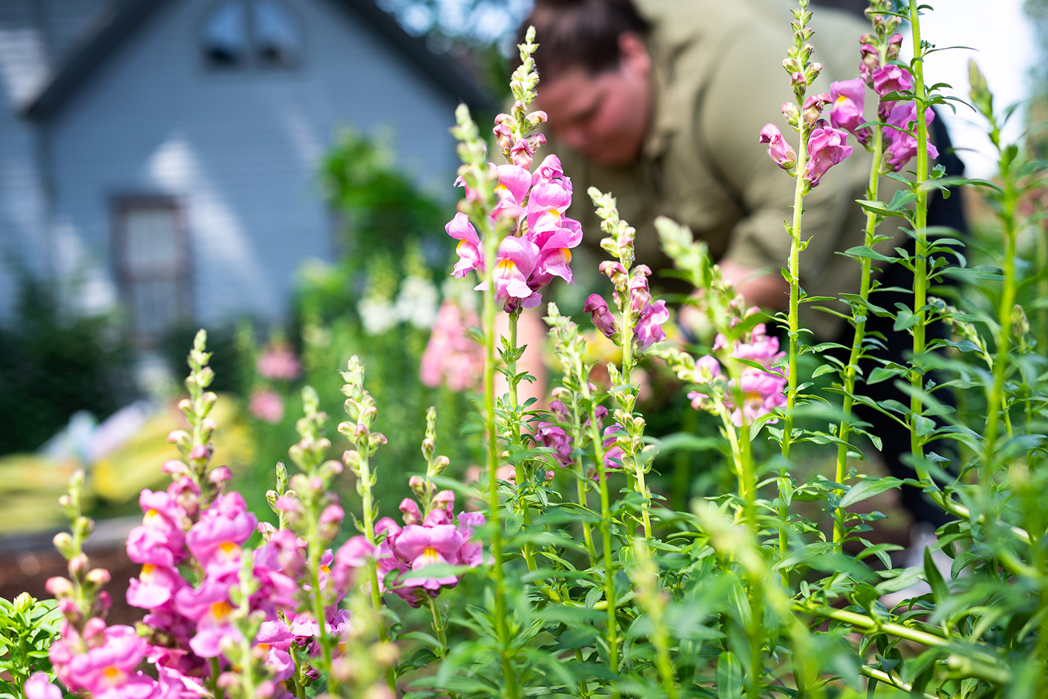 Flowers are in the foreground and Marisa Mender-Franklin can be seen tending to the garden in the background.