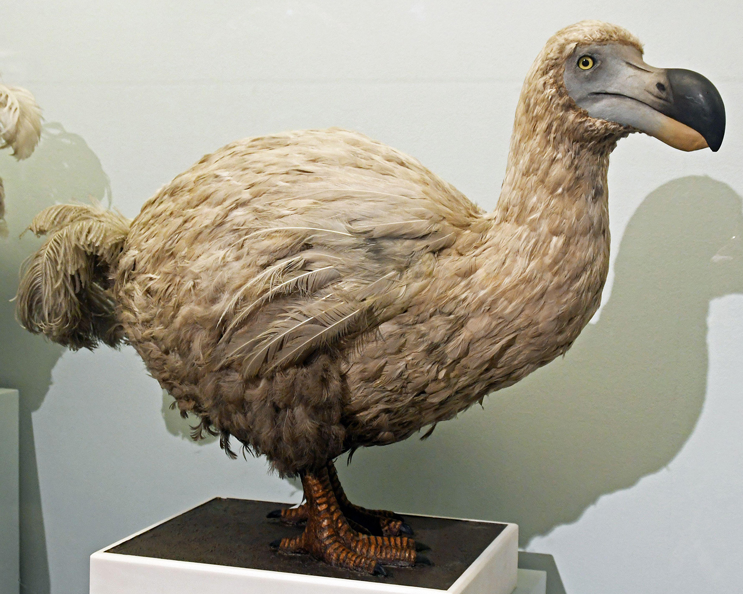 A taxidermied, or stuffed, dodo is on display on a pedestal.
