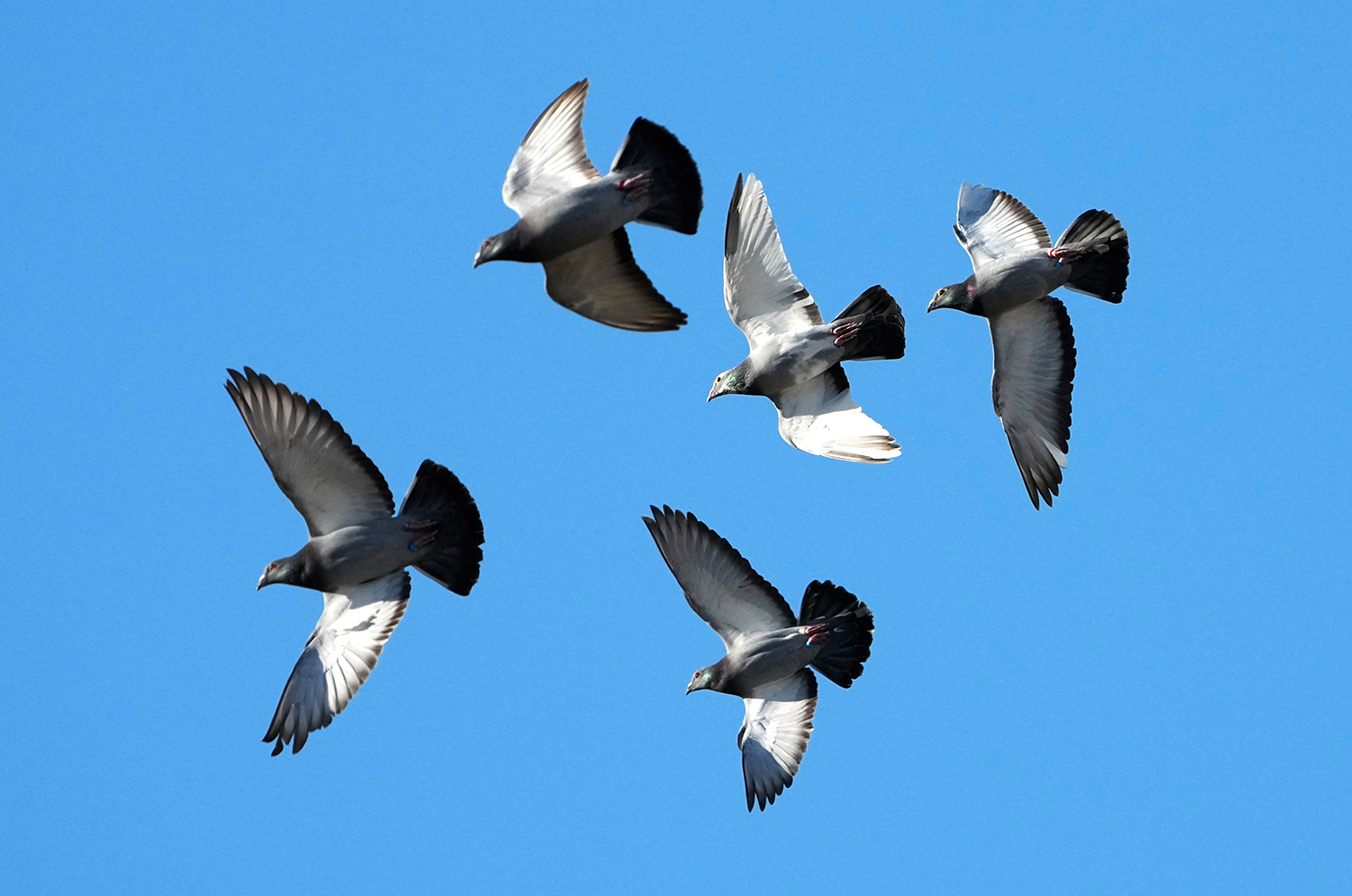 A view from below shows five pigeons flying against a blue sky.