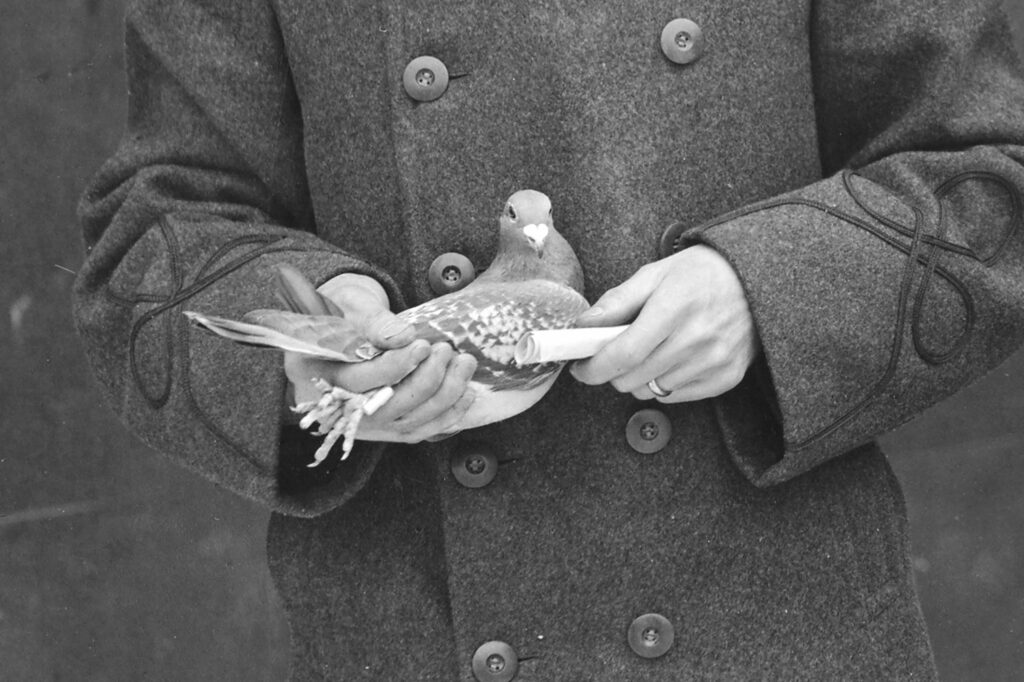 The hands of a man in a coat from around World War One hold a pigeon and a rolled up message.