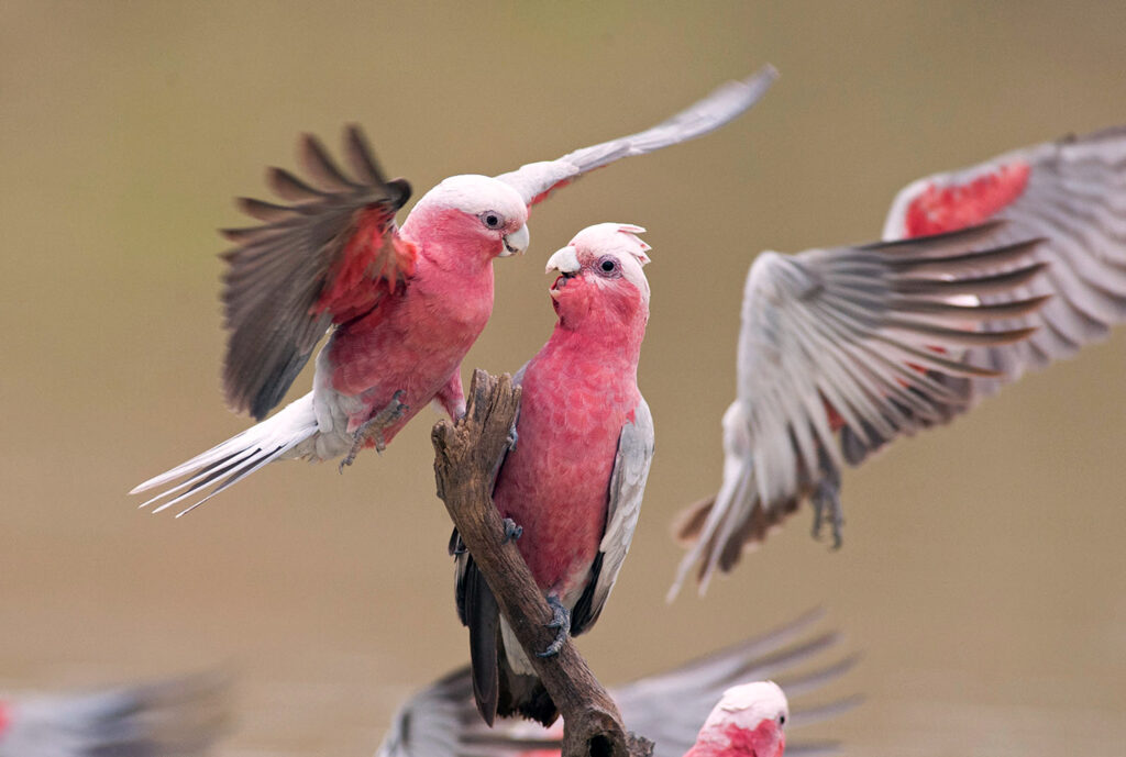 Two pink and white galahs, one with wings spread, sit on a branch while a third galah appears about to land.