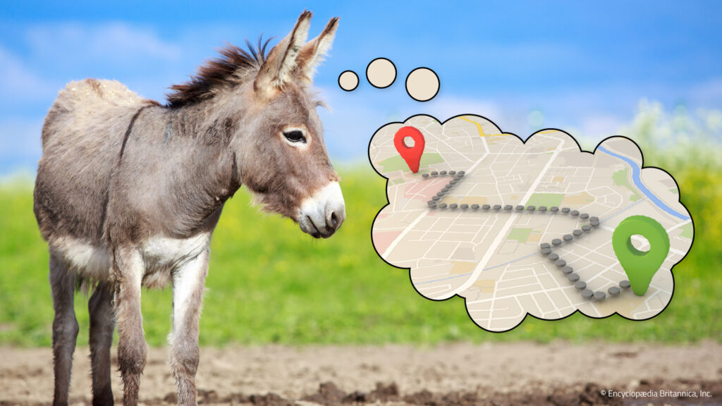 A thought bubble containing a route from one place to another appears as a donkey’s thought.