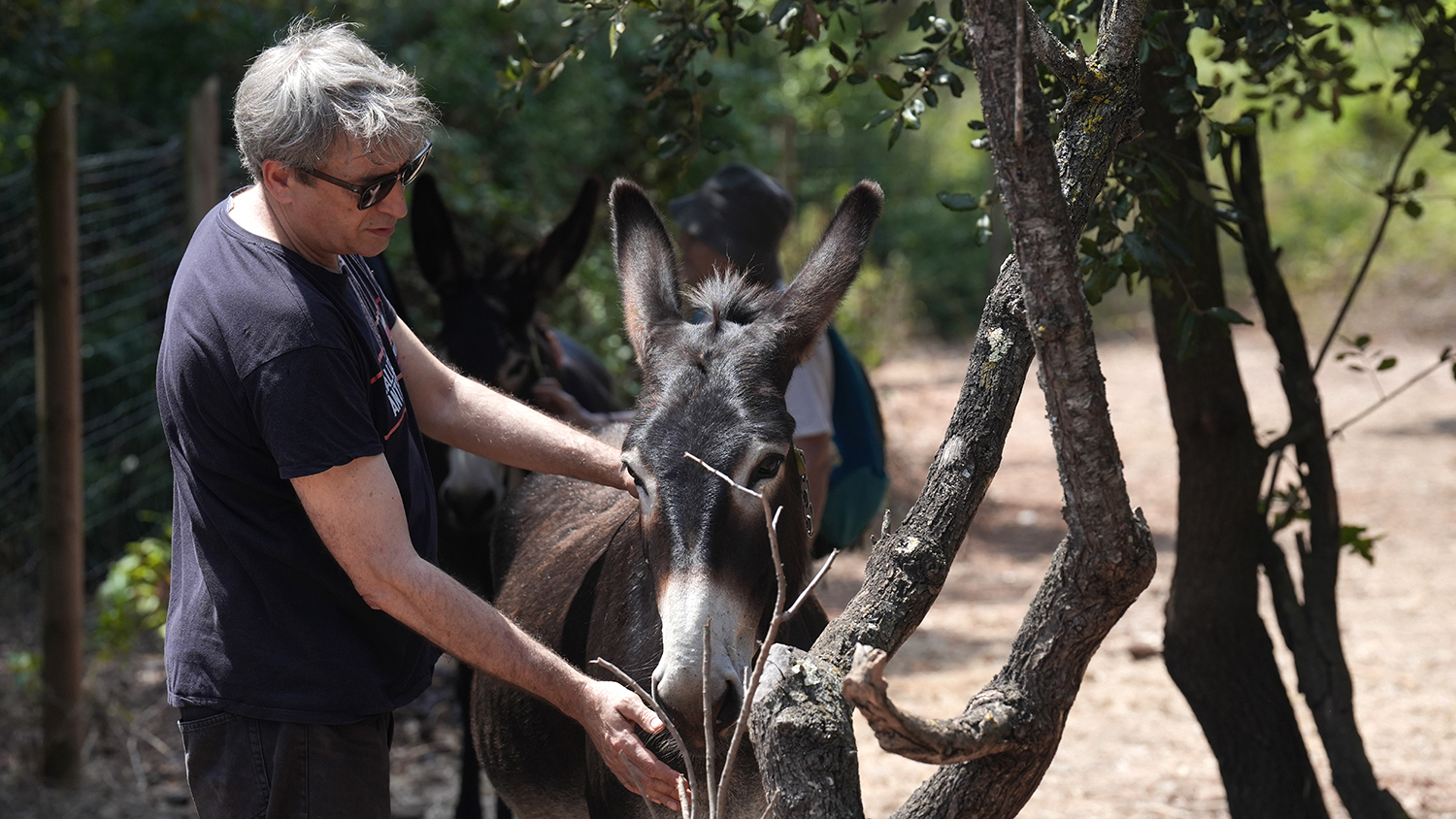 A person pets a donkey in an outdoor space near some trees.