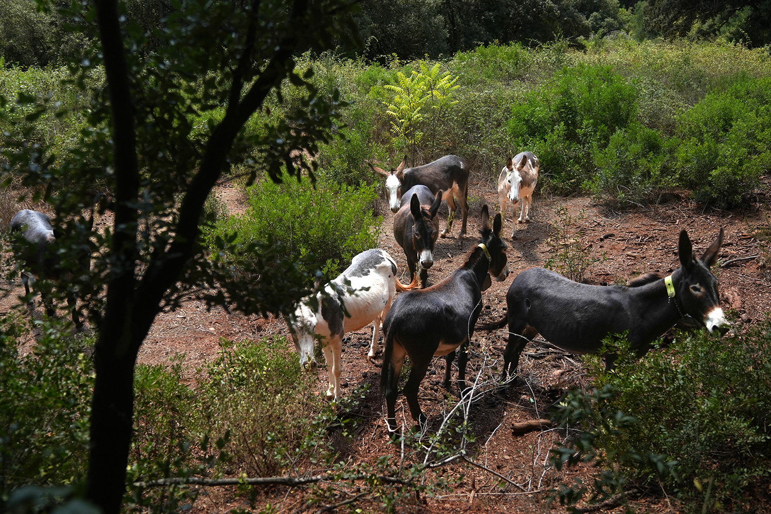 A group of donkeys grazes on vegetation in an open space.