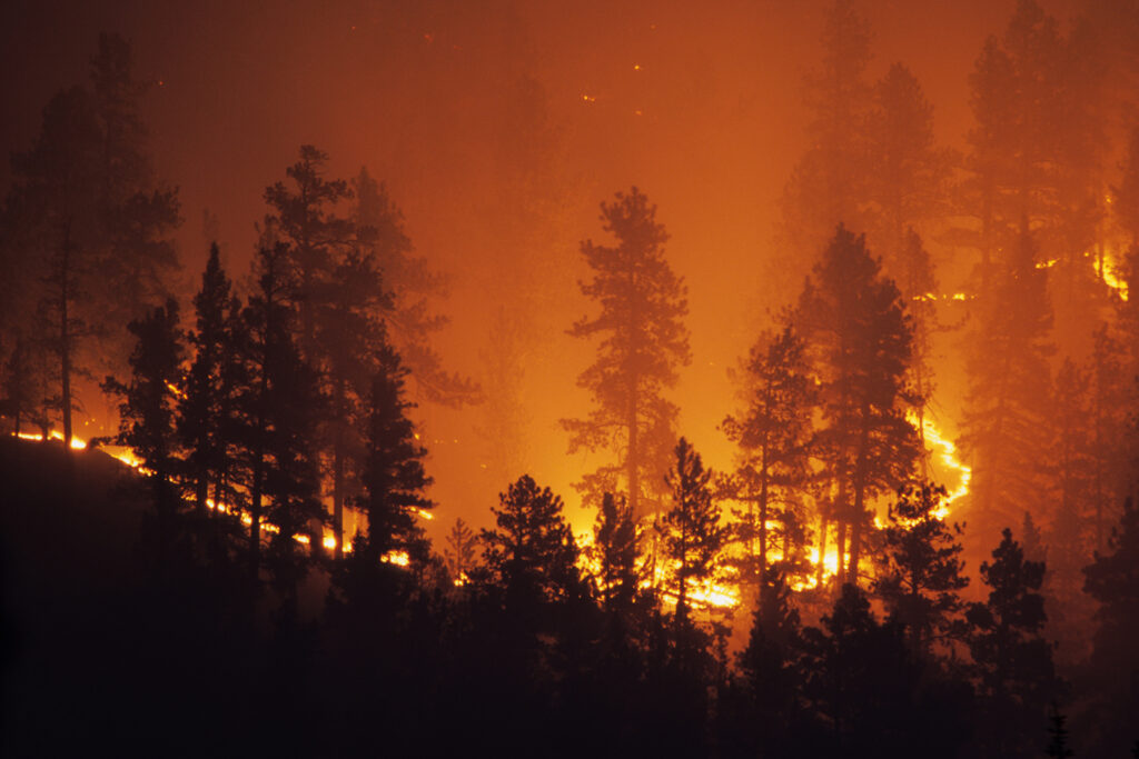 The silhouettes of evergreen trees on a slope are seen engulfed in the glow of a wildfire.