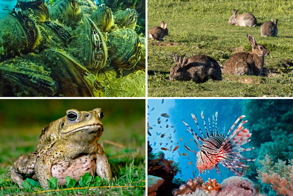 A composite includes photos of zebra mussels, European rabbits, a cane toad, and a lionfish.