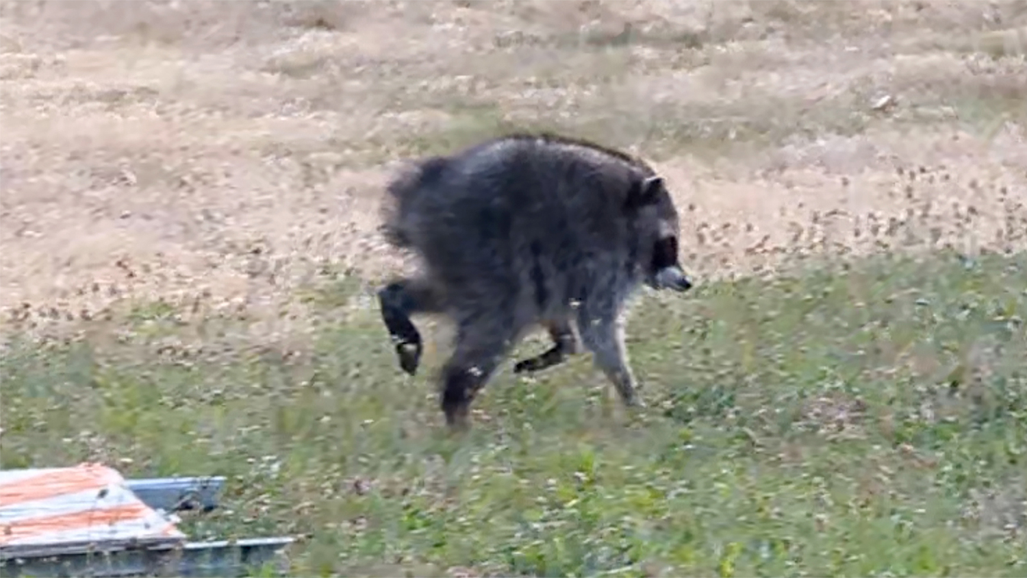 Jimothy the raccoon runs across a grassy area.