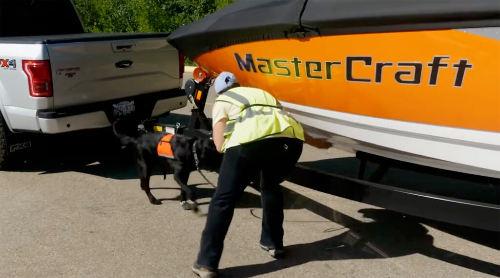 A person in a yellow vest and a dog in an orange vest lean down toward the hull of a boat that is attached to a pickup truck.