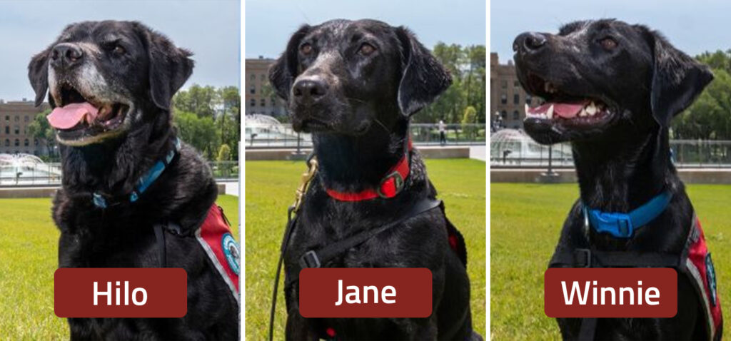A composite showing portraits of the dogs Hilo, Jane, and Winnie labeled with their names.