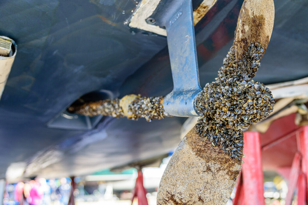 A boat propeller is covered in mussels.