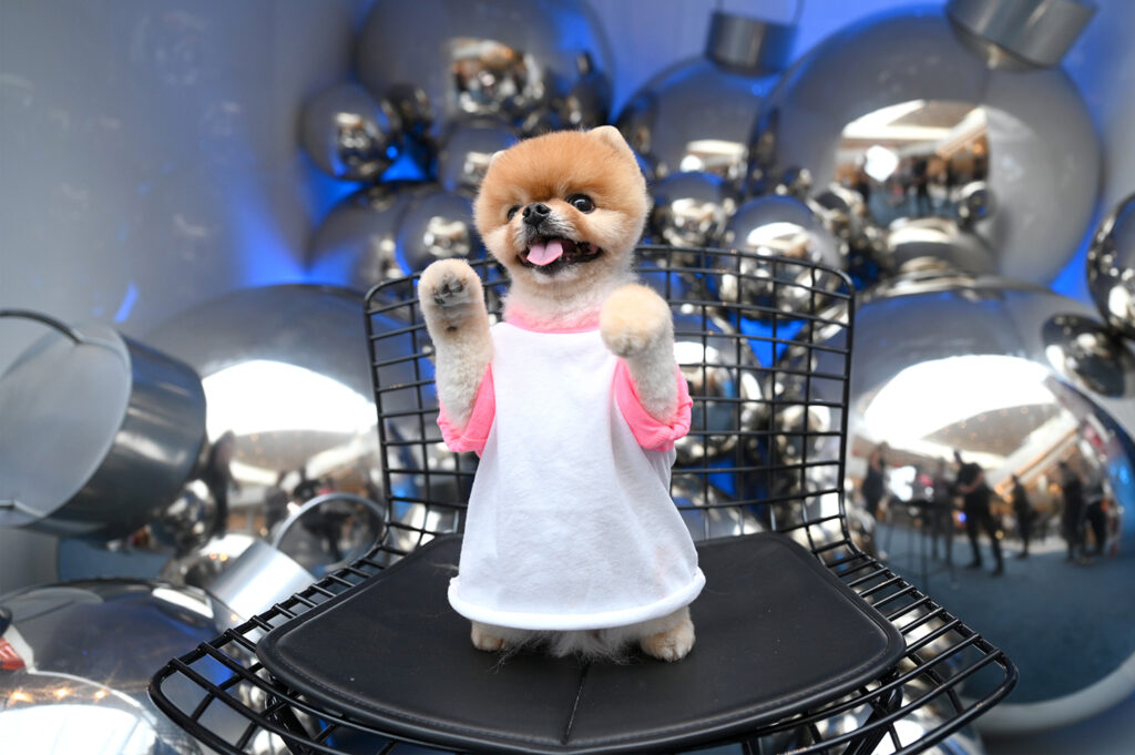 JiffPom the Pomeranian stands on his two back legs on a chair.
