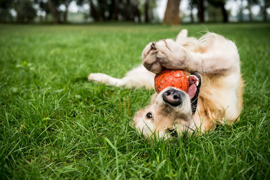 A golden retriever is on its back on a lawn while holding a ball in its front paws.