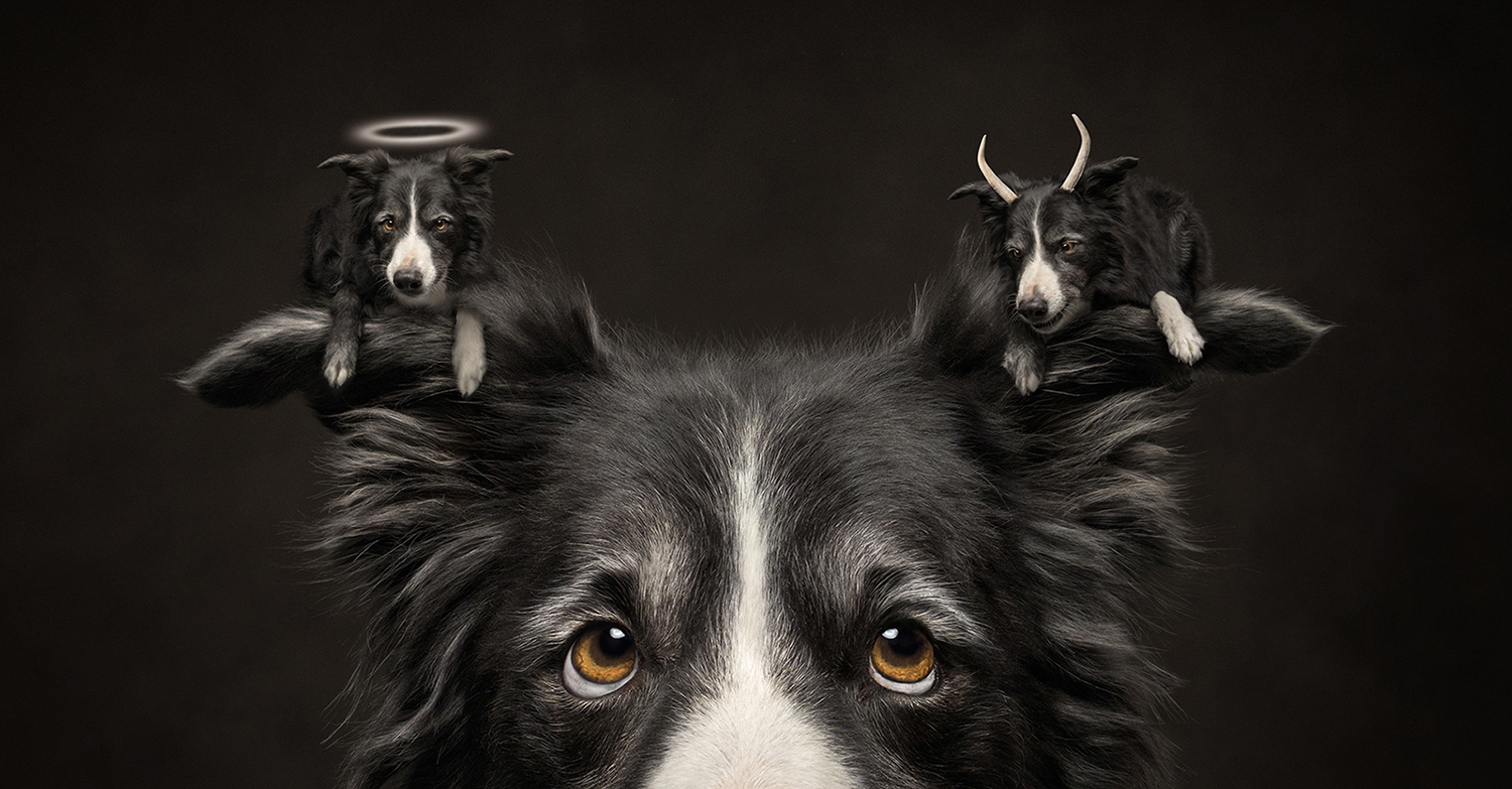 Closeup of a black and white dog’s face with the dog as an angel over one shoulder and the dog as a devil over the other.