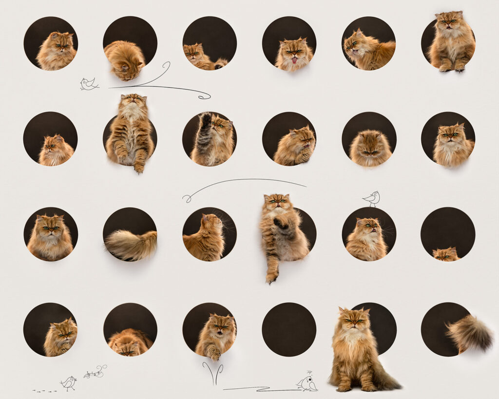 Composite of an orange and white longhaired cat in various play poses seen through circular cutouts.