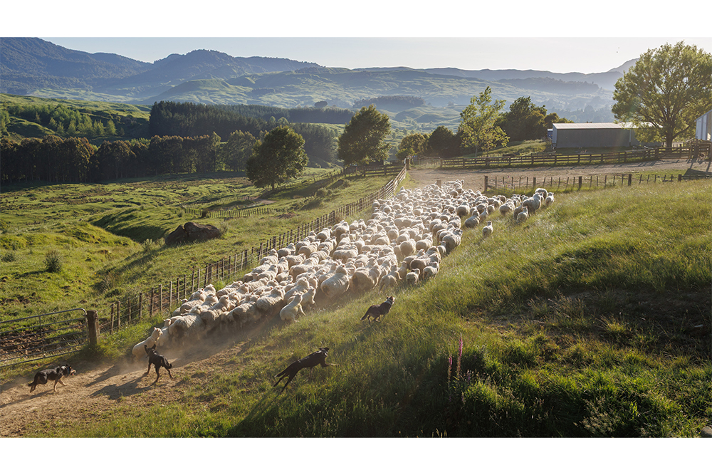 Dogs herd a flock of sheep on a green, hilly landscape with farm buildings in the background.