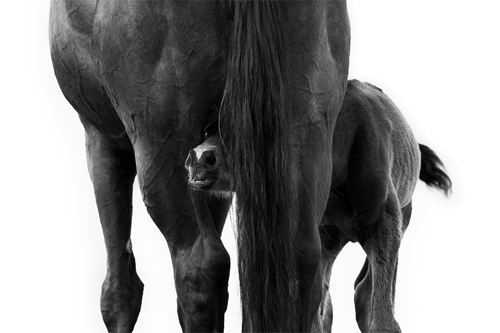A colt has its head tucked behind the tail of its mother while the mother horse faces away from the camera.