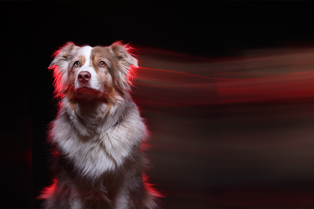 A brown and white shepherd dog sits and looks straight ahead as red streaks of light can be seen behind him.