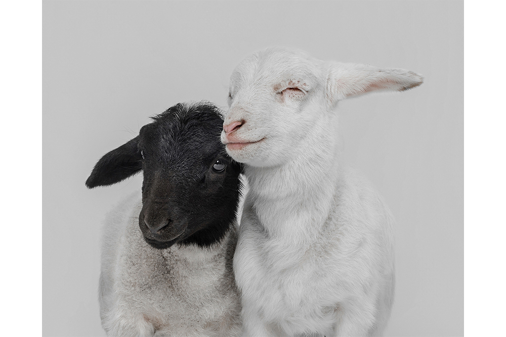 A black and white lamb and a white lamb nuzzle their heads together.