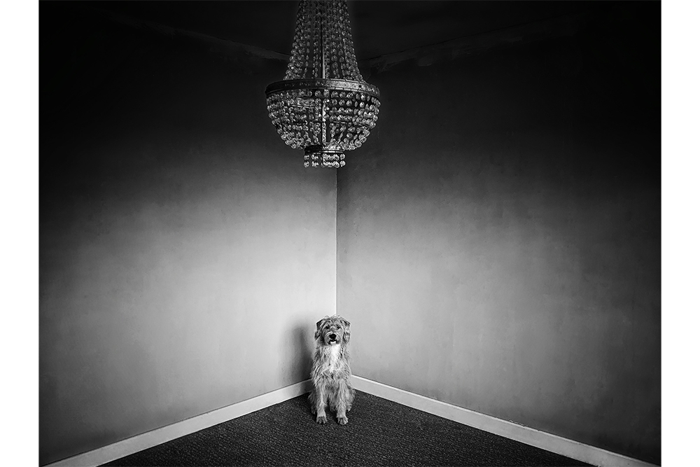 A shaggy dog sits with its back to the corner of a room that is empty with only a glass chandelier.