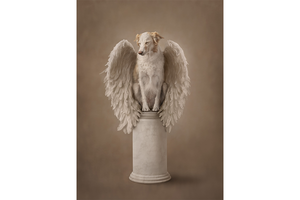 A white dog with tan ears sits on a pedestal and wears large white angel wings.