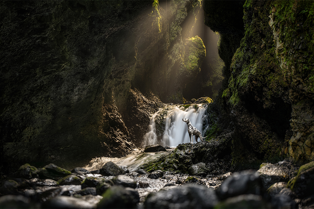 A dalmatian stands in a cave-like area with a waterfall, green moss, and large rocks.