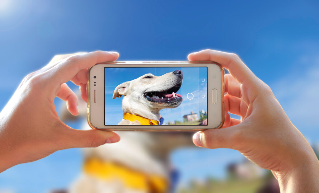 Two hands hold a phone to take a photo of a white dog, whose face can be seen on the screen.