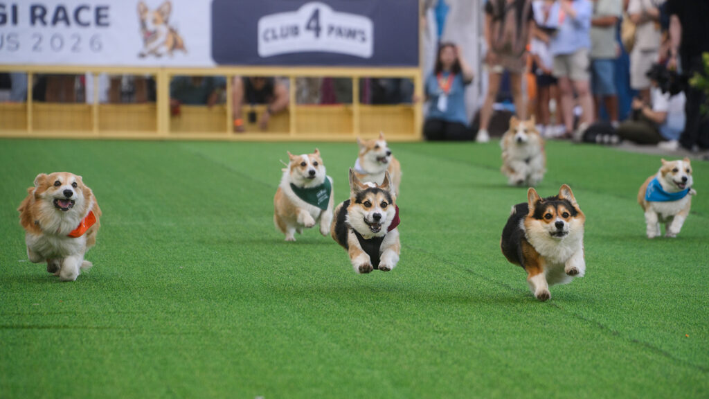 Seven corgis run on a green surface in front of a banner referencing a race as a crowd looks on.