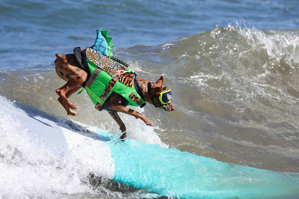 A brown spotted dog wearing a vest that looks like a green dragon surfs on a wave.
