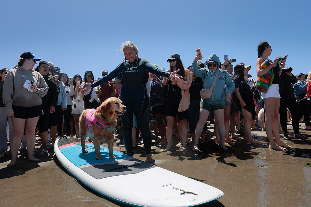 The golden retriever Roxy stands on a surfboard on sand as she is surrounded by a crowd of admirers.