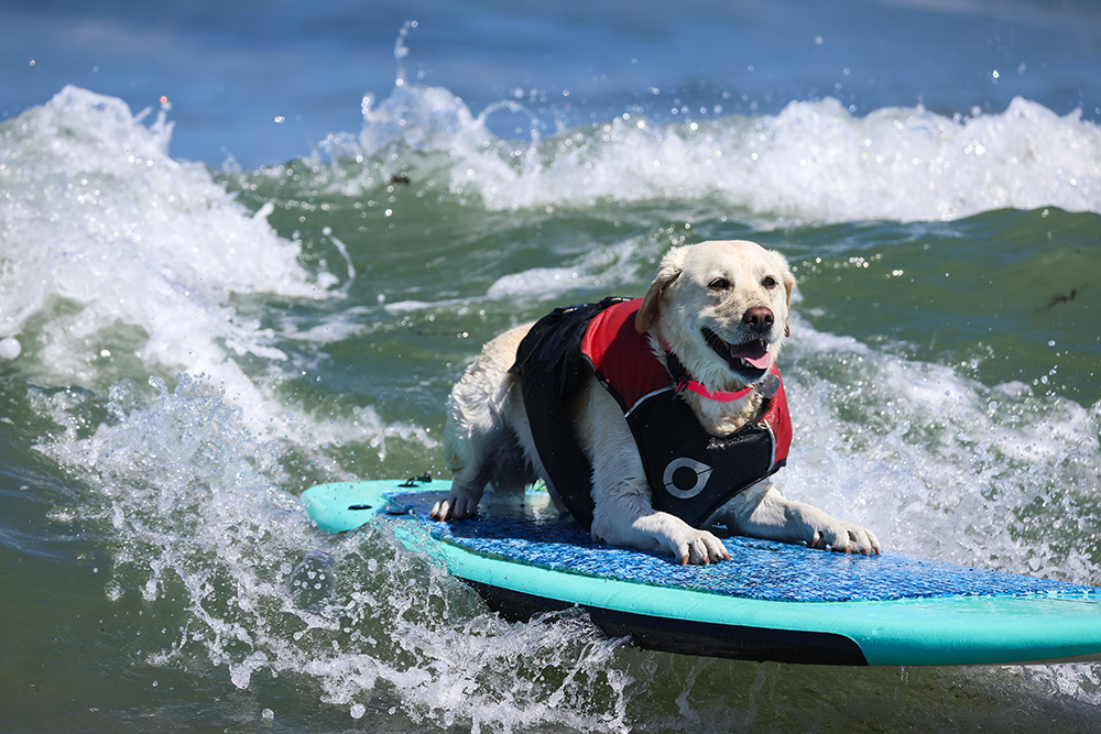 A yellow lab lies on a surfboard in the water.