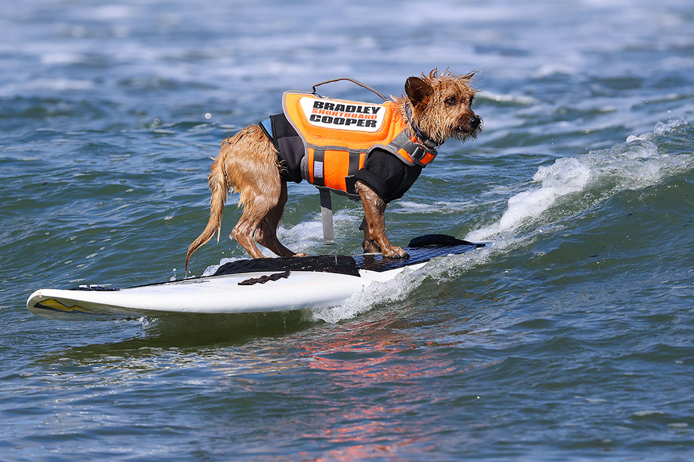 A brown, shaggy dog wearing a vest that says Bradley Shortboard Cooper stands on a surfboard on the water.