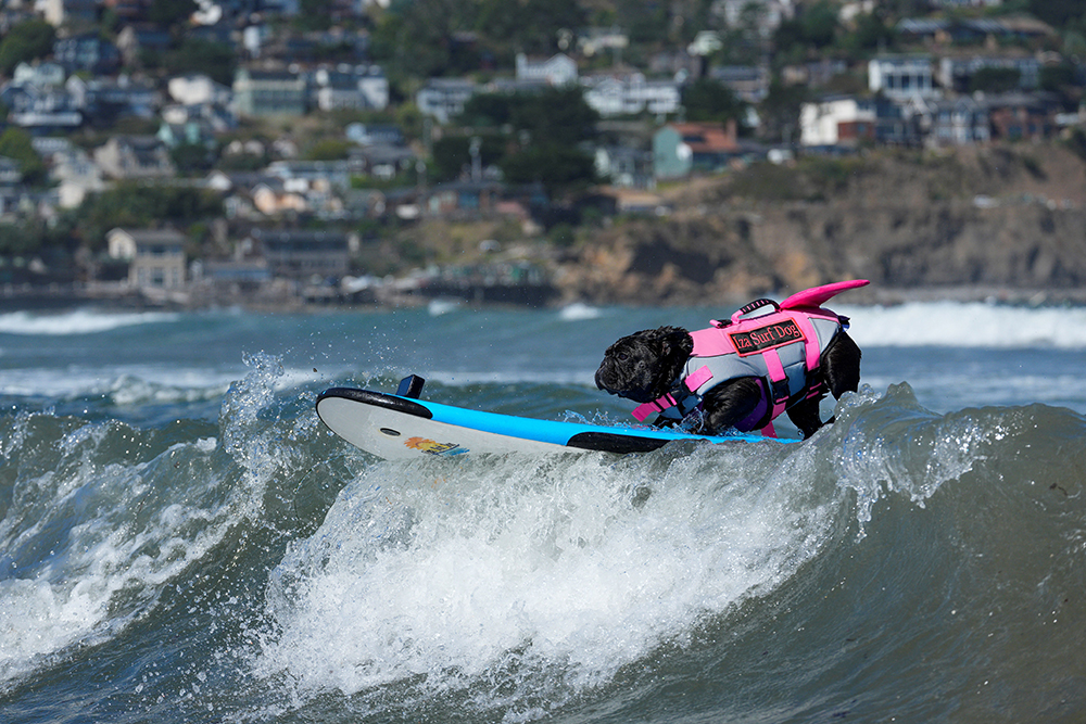 A black French bulldog wears a pink and gray vest with a fin as she stands on a surfboard on the water.