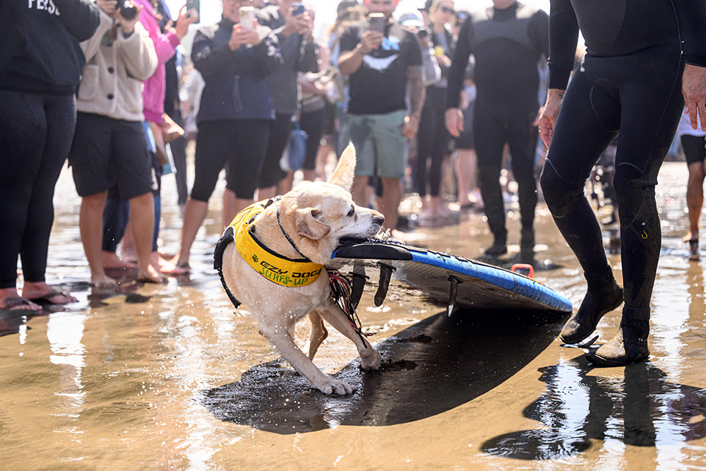 A yellow lab uses his mouth to pull a surfboard into the water as a crowd watches.