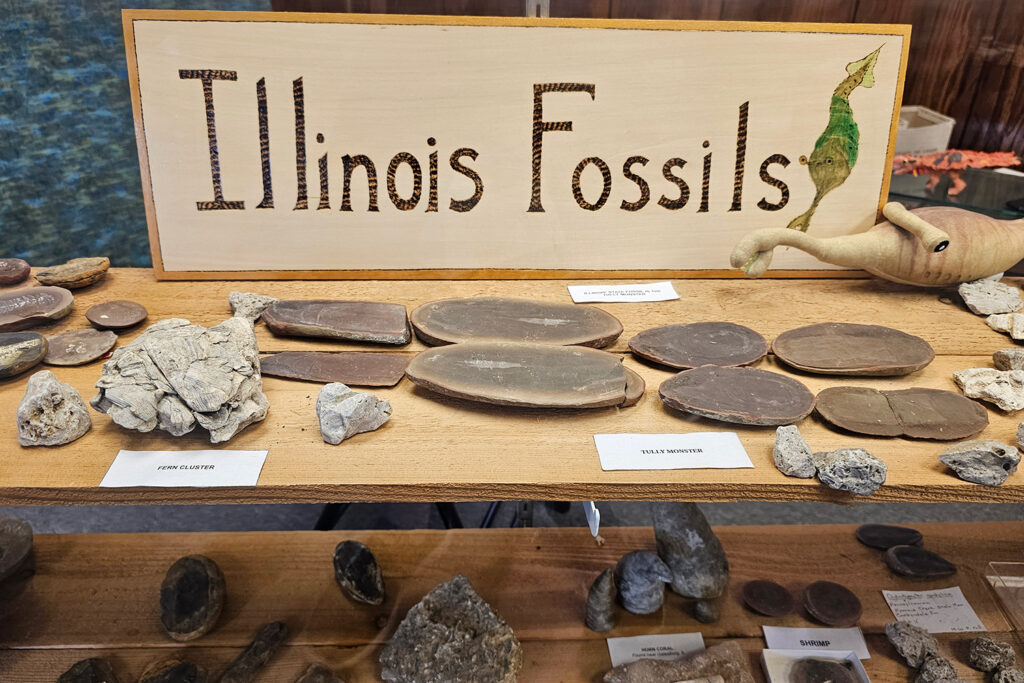 Two shelves have labeled fossils on display in front of a sign that says Illinois Fossils.