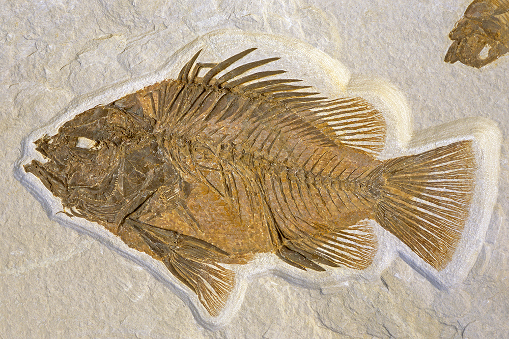The imprint of a whole perch-like fish in rock