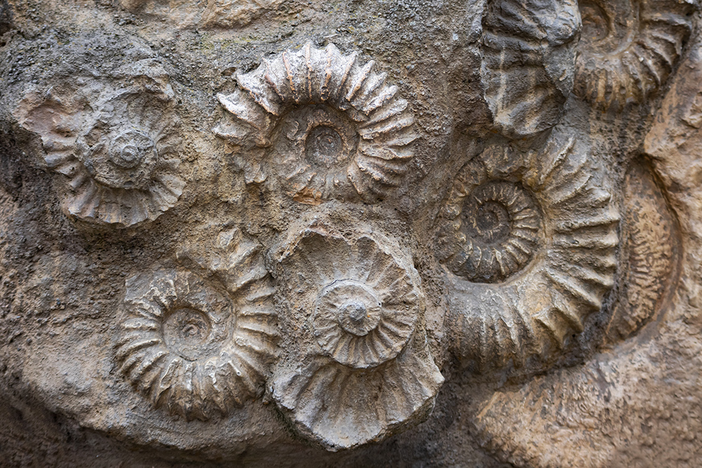 The imprints of snail-like shells in rock