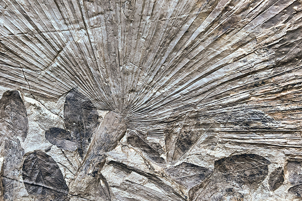 A fossil of individual oval shaped leaves and a fanned out palm-like plant