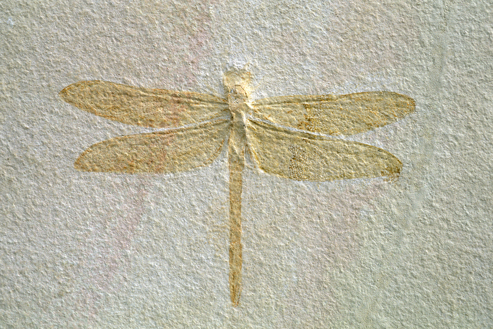 A fossil of a large dragonfly
