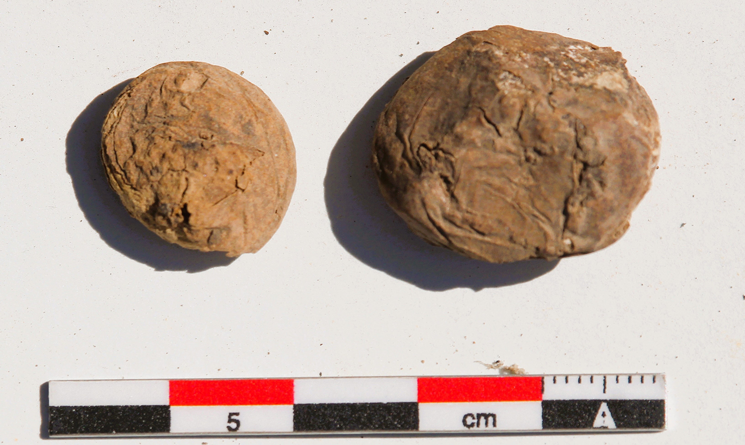 Two potatoes are placed beside a tool showing their length.
