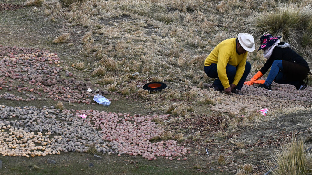 Two people kneel and work with potatoes in a field that is covered with potatoes.