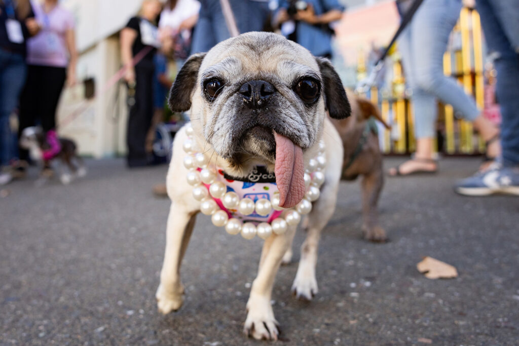 Jinny Lu the pug stands and faces the camera with her tongue hanging outside her mouth as people and other dogs stand in the background.