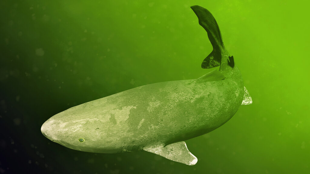A Greenland shark swims.